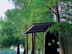 -南宁良凤江国家森林公园