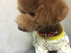 -八公叔叔宠物美容连锁(春申店)