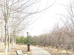 -永定河休闲森林公园