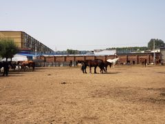 -河北村民俗体验园