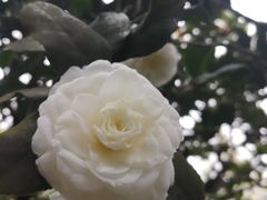 -南山植物园