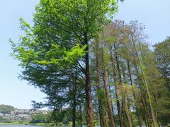 -白云湖畔酒店-湖畔餐厅