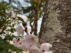 景点-汉拿树木园