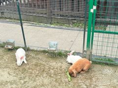 -洪湖家庭农场·团建·露营·会议