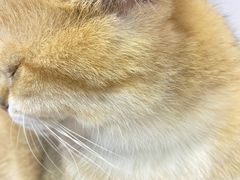 -Heymao猫咖.咖啡厅(东门店)