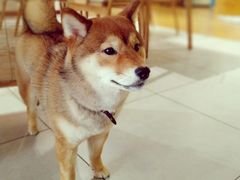 -柴务处·柴犬主题狗咖