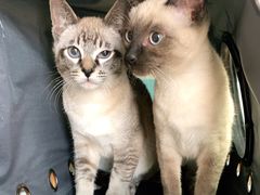 -小叮当动物医院·骨科·眼科