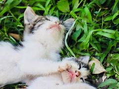 -海边的猫和咖啡馆