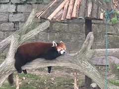 -上海野生动物园