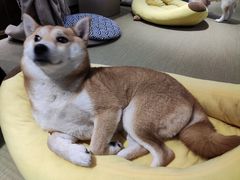 -逗柴咖啡屋·狗咖猫咖宠物桌游