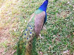 -瑞丽独树成林风景区