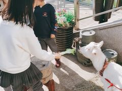 -上海佘山世茂艾美酒店