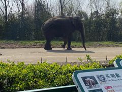 -合肥野生动物园