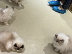 -藏猫猫咖啡主题馆(中央大道店)