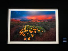 -罗红摄影艺术馆