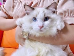 -lincat·猫舍(广州店)