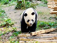 -黔灵山公园