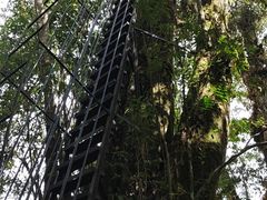 -云南屏边大围山国家公园