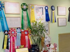 -猫十亿·布偶金渐层·曼基康矮脚猫舍(青年路店)