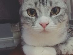 -吉丁鸟咖·异宠·寄养