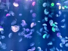 -海合安成都极地海洋公园