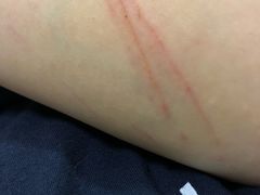 -严国平动物医院(德政总院)