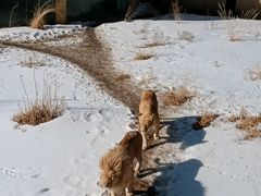 -新疆天山野生动物园