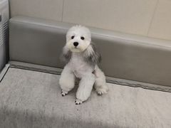 -安安宠医宠物医院·异宠·犬猫内科(岳阳分院)