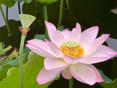 -荔湾湖公园