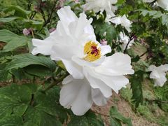 -国家植物园