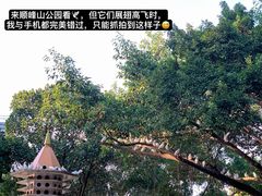 -顺峰山公园
