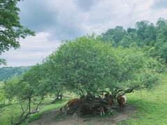 -关山草原