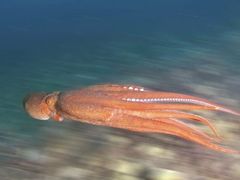 -沈阳海洋探索中心