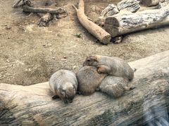 -大连森林动物园