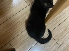 -艾贝尔宠物医院 ·中兽医·宠保定点(北门桥店)