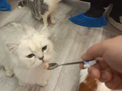 -BABIT巴比特宠物(MOMOPARK店)