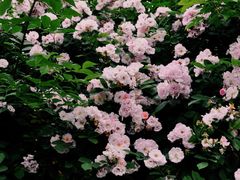 -白鹭湾湿地公园