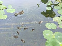 -什刹海