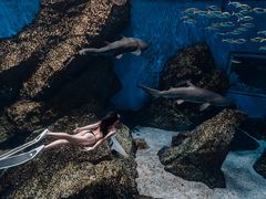 -海合安成都极地海洋公园