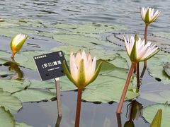 -上海植物园-4号门售票处