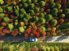 -合肥滨湖国家森林公园
