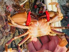 -青岛沙子口国家中心渔港