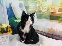 -爱洗澡的猫(望京店)