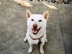 -柴犬高等学院·狗咖·柴犬售卖·宠物训练