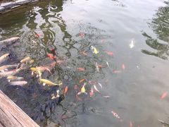 -春风习习
