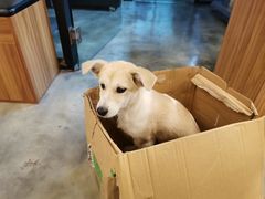 -PETKIT小佩宠物·低压洗护(国顺东路店)