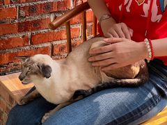 -豆逗聊愈猫阁Easy Life