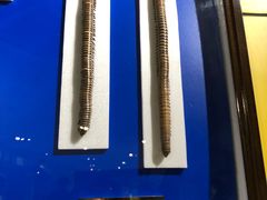 -上海昆虫博物馆