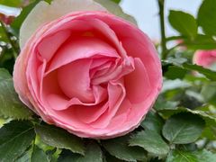 -都江堰玫瑰花溪谷