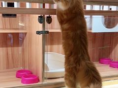 -钦宠·猫咪售卖·洗护·寄养(东圃旗舰店)